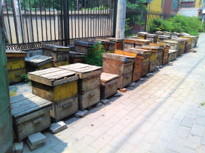 什么叫子脾(蜜脾與子脾的區(qū)別) 什么叫子脾(蜜脾與子脾的區(qū)別)