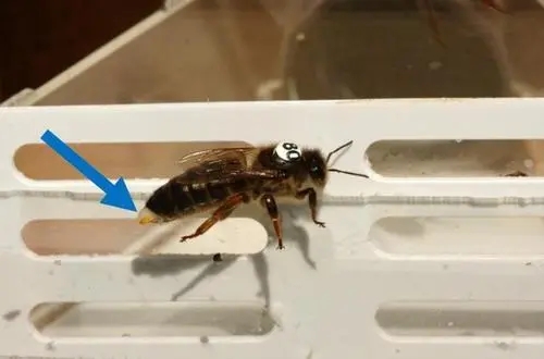 如何確定蜂王是否交尾(蜂王出去交尾幾次能成功) 如何確定蜂王是否交尾(蜂王出去交尾幾次能成功)