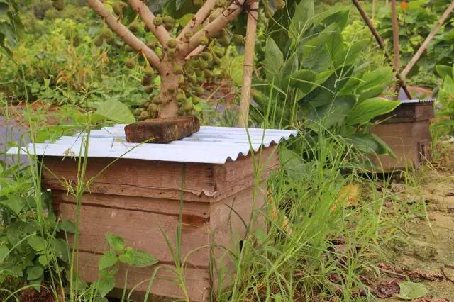 如何巧動手自制土蜂箱的方法(最簡單自制蜂箱全圖解) 如何巧動手自制土蜂箱的方法(最簡單自制蜂箱全圖解)