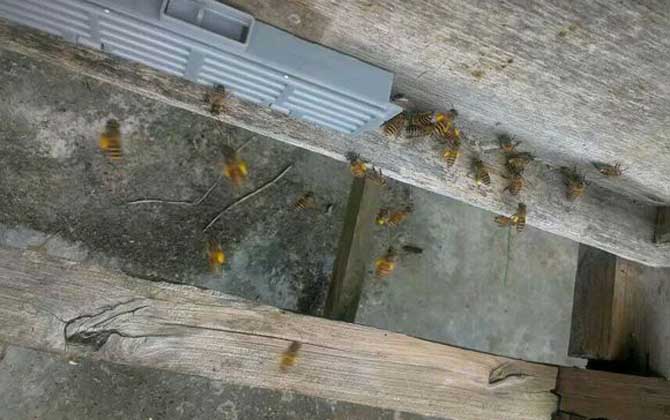 蛋群幾十只工蜂如何發展 蛋群幾十只工蜂如何發展