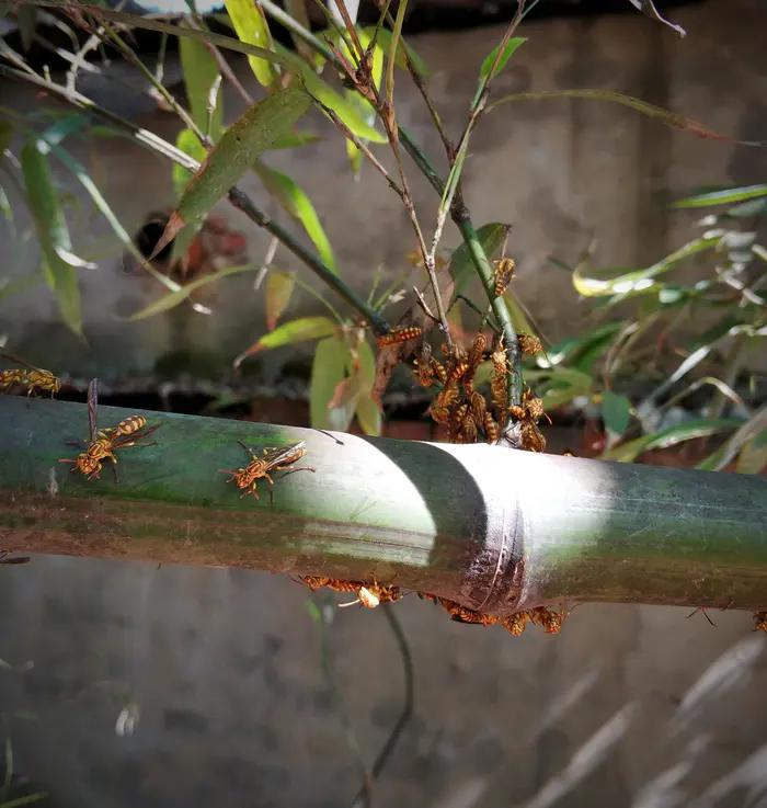 馬蜂是什么蜂（馬蜂的簡(jiǎn)要介紹）