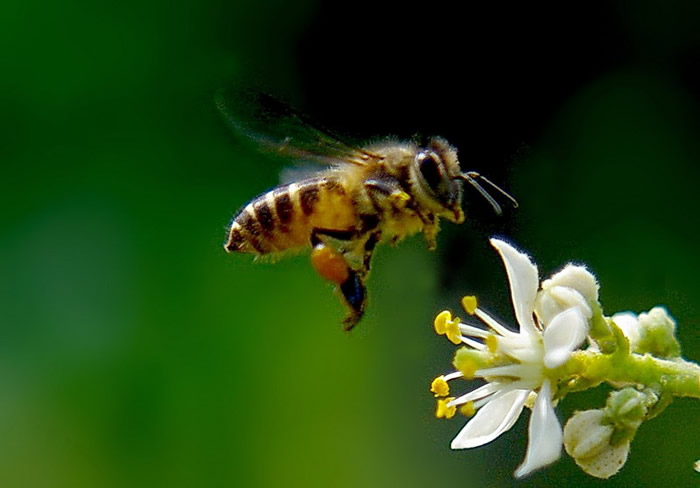 蜂王出臺幾天分蜂？