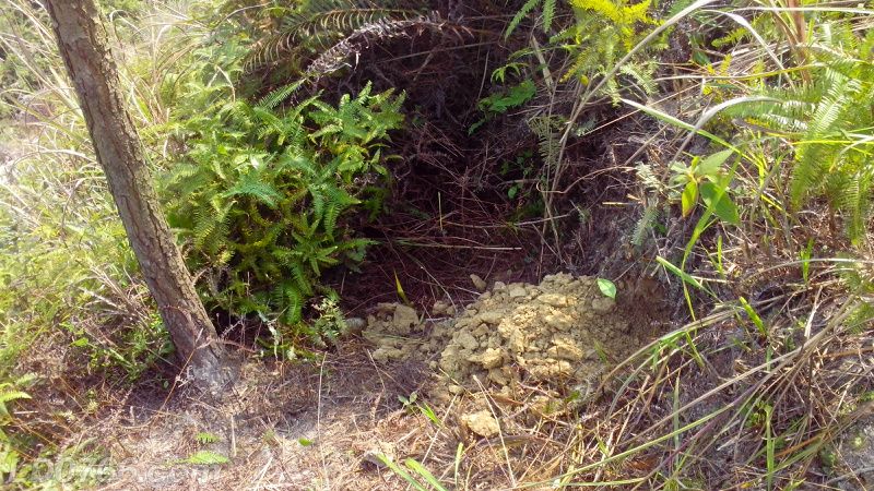 成立養(yǎng)蜂合作社有什么好處(蜜蜂養(yǎng)殖專業(yè)合作社) 成立養(yǎng)蜂合作社有什么好處(蜜蜂養(yǎng)殖專業(yè)合作社)