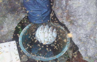 成立養(yǎng)蜂合作社有什么好處(蜜蜂養(yǎng)殖專業(yè)合作社) 成立養(yǎng)蜂合作社有什么好處(蜜蜂養(yǎng)殖專業(yè)合作社)