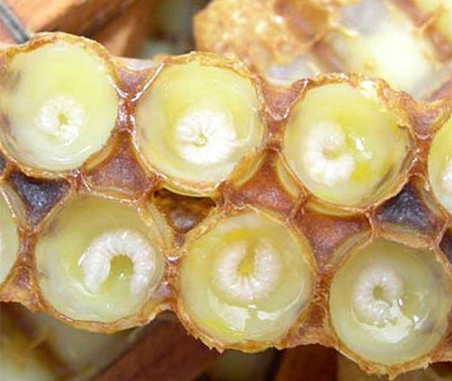 蜜蜂是完全變態(tài)發(fā)育嗎(蜜蜂的完全變態(tài)發(fā)育過(guò)程) 蜜蜂是完全變態(tài)發(fā)育嗎(蜜蜂的完全變態(tài)發(fā)育過(guò)程)