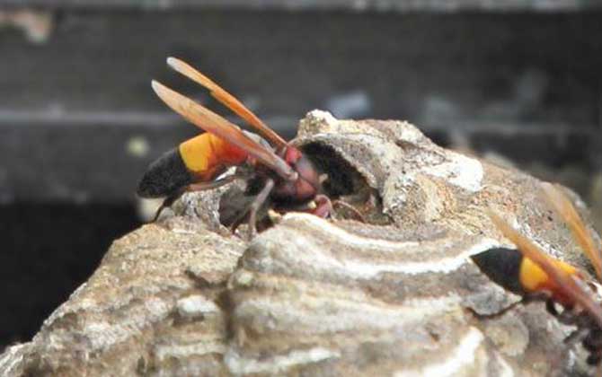 黃腰虎頭蜂是保護(hù)動物嗎(黃腰虎頭蜂的介紹) 黃腰虎頭蜂是保護(hù)動物嗎(黃腰虎頭蜂的介紹)