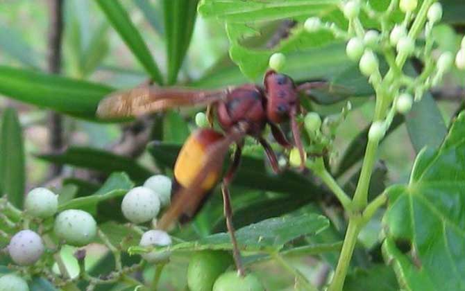 黃腰虎頭蜂是保護(hù)動物嗎(黃腰虎頭蜂的介紹) 黃腰虎頭蜂是保護(hù)動物嗎(黃腰虎頭蜂的介紹)