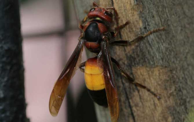 黃腰虎頭蜂是保護(hù)動物嗎(黃腰虎頭蜂的介紹) 黃腰虎頭蜂是保護(hù)動物嗎(黃腰虎頭蜂的介紹)
