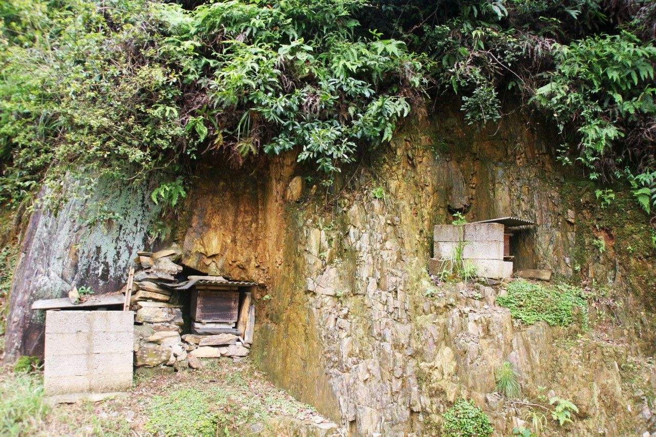 中蜂囊狀幼蟲病如何防治? 中蜂囊狀幼蟲病如何防治?