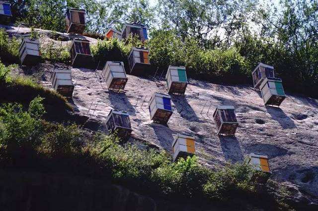 中蜂囊狀幼蟲病如何防治? 中蜂囊狀幼蟲病如何防治?