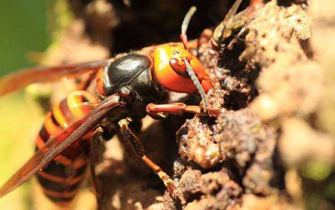 家里有中國大虎頭蜂象征什么(虎頭蜂做窩的風水怎么樣?) 家里有中國大虎頭蜂象征什么(虎頭蜂做窩的風水怎么樣?)
