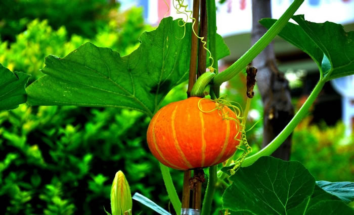 帶有番字水果有哪些(12種番字植物介紹) 帶有番字水果有哪些(12種番字植物介紹)