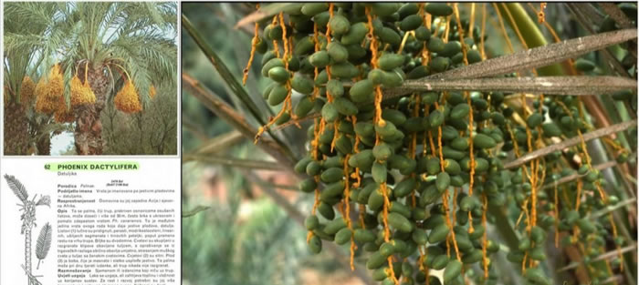 帶有番字水果有哪些(12種番字植物介紹) 帶有番字水果有哪些(12種番字植物介紹)