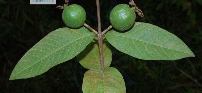 帶有番字水果有哪些(12種番字植物介紹) 帶有番字水果有哪些(12種番字植物介紹)