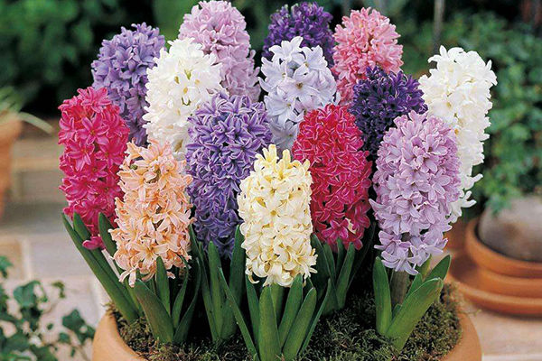 風(fēng)信子的花語是什么（風(fēng)信子的花語和傳說）