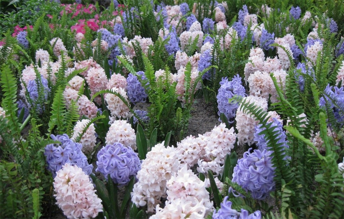 風(fēng)信子的花語是什么（風(fēng)信子的花語和傳說）