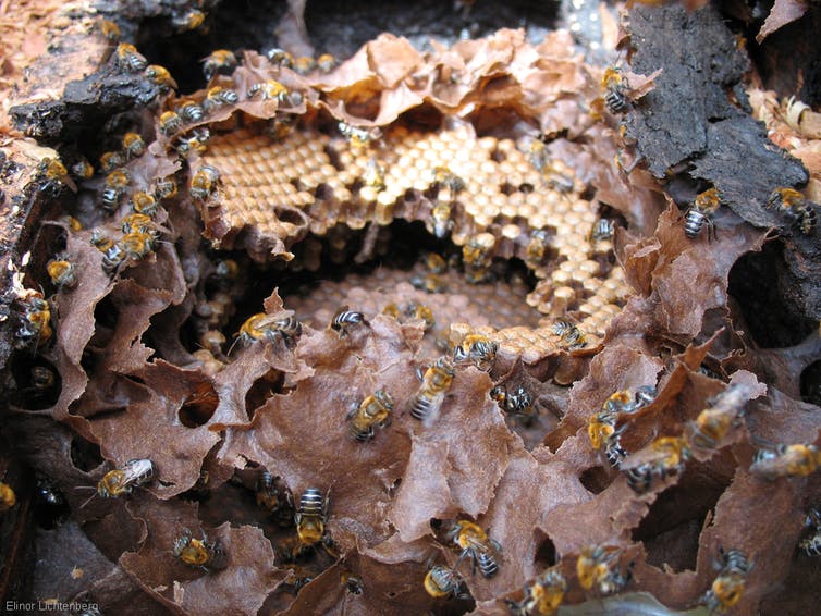 為什么雄蜂和蜂后交配完就會(huì)死 為什么雄蜂和蜂后交配完就會(huì)死