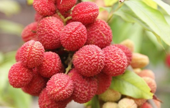 荔枝什么時候成熟季節(荔枝的成熟時間和種植方法) 荔枝什么時候成熟季節(荔枝的成熟時間和種植方法)