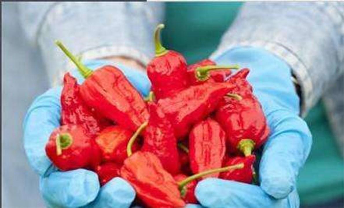 世界上最辣的辣椒叫什么名字(世界上最辣的辣椒排行榜) 世界上最辣的辣椒叫什么名字(世界上最辣的辣椒排行榜)