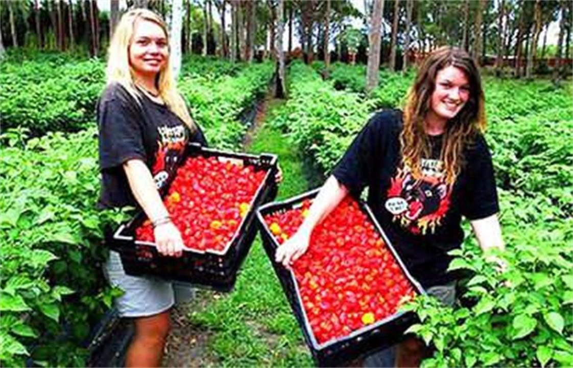 世界上最辣的辣椒叫什么名字(世界上最辣的辣椒排行榜) 世界上最辣的辣椒叫什么名字(世界上最辣的辣椒排行榜)