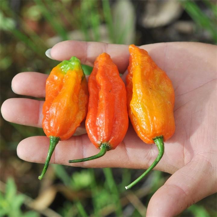 世界上最辣的辣椒叫什么名字(世界上最辣的辣椒排行榜) 世界上最辣的辣椒叫什么名字(世界上最辣的辣椒排行榜)