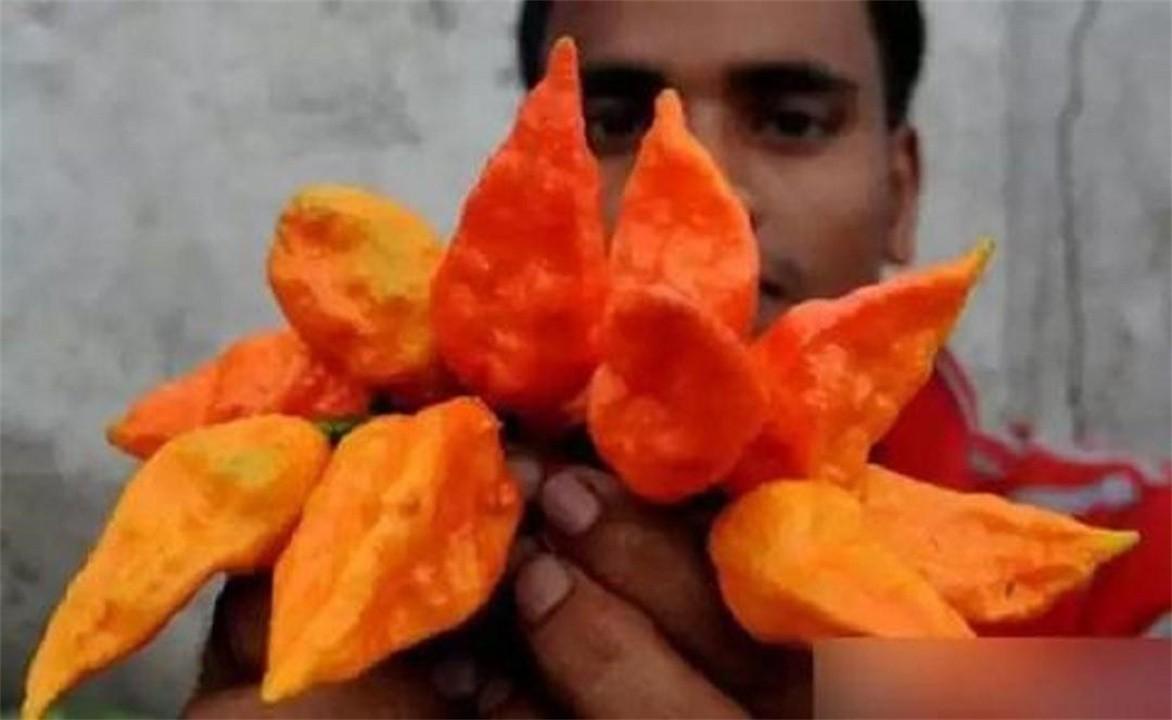 世界上最辣的辣椒叫什么名字(世界上最辣的辣椒排行榜) 世界上最辣的辣椒叫什么名字(世界上最辣的辣椒排行榜)