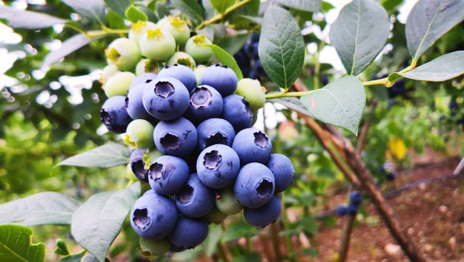 藍莓樹苗怎么種植（藍莓樹的栽培和管理技術(shù)）