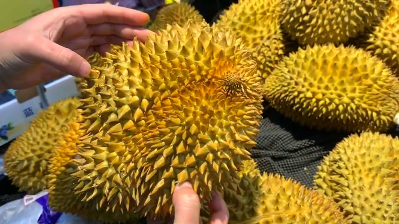 什么樣的榴蓮才是好榴蓮(挑選榴蓮的訣竅) 什么樣的榴蓮才是好榴蓮(挑選榴蓮的訣竅)
