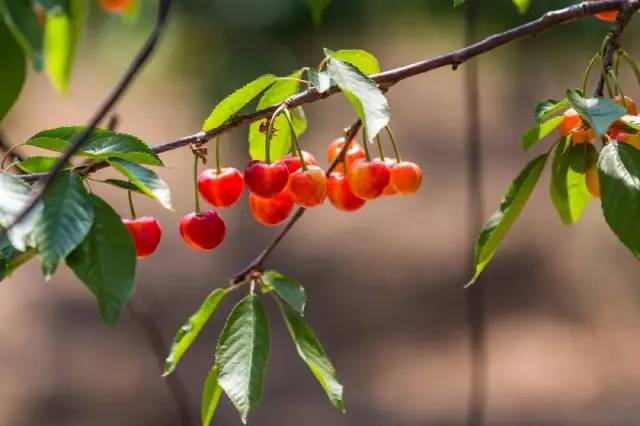 （華盛頓沒有砍過櫻桃樹，但歐美人喜歡櫻桃是真的，圖中為意大利畫家薩爾瓦多·波斯蒂廖內(nèi)繪制的《櫻桃時間》）