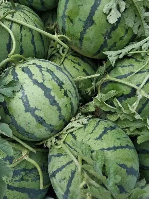 西瓜產(chǎn)地哪里最好(中國10大優(yōu)質(zhì)西瓜產(chǎn)地) 西瓜產(chǎn)地哪里最好(中國10大優(yōu)質(zhì)西瓜產(chǎn)地)