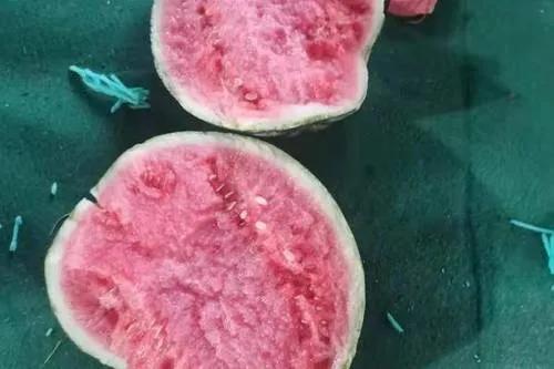 西瓜產(chǎn)地哪里最好(中國10大優(yōu)質(zhì)西瓜產(chǎn)地) 西瓜產(chǎn)地哪里最好(中國10大優(yōu)質(zhì)西瓜產(chǎn)地)