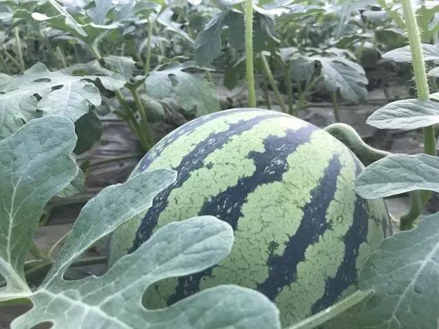 西瓜產(chǎn)地哪里最好(中國10大優(yōu)質(zhì)西瓜產(chǎn)地) 西瓜產(chǎn)地哪里最好(中國10大優(yōu)質(zhì)西瓜產(chǎn)地)