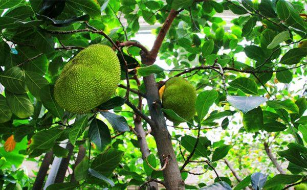 榴蓮原產地是中國嗎(榴蓮產地和傳入時間) 榴蓮原產地是中國嗎(榴蓮產地和傳入時間)