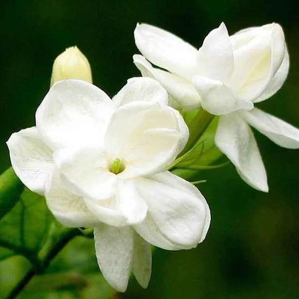 茉莉花怎么養才長得好(種植茉莉花的4個技巧) 菠蘿和鳳梨是一個物種嗎(菠蘿和鳳梨的區別)