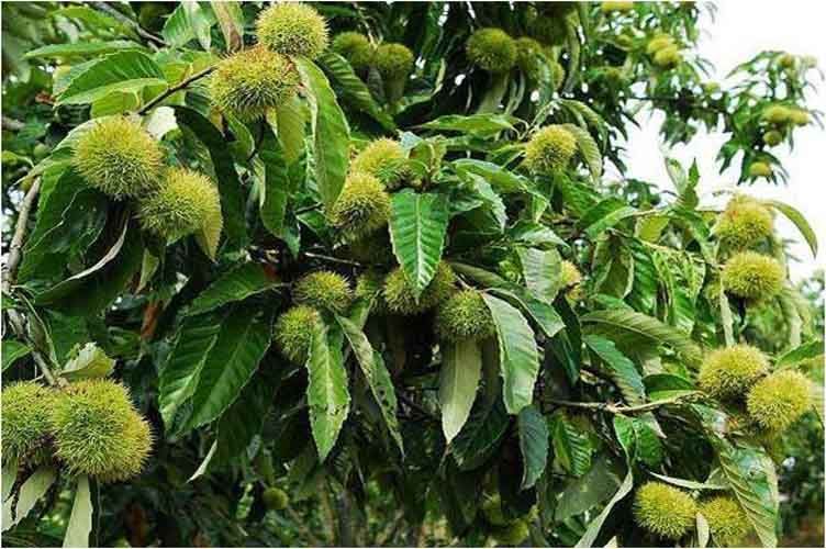 板栗樹幾年能開花結果(板栗樹開花結果時間) 板栗樹幾年能開花結果(板栗樹開花結果時間)