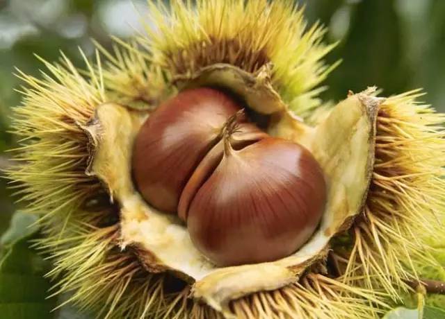 板栗樹幾年能開花結果(板栗樹開花結果時間) 板栗樹幾年能開花結果(板栗樹開花結果時間)