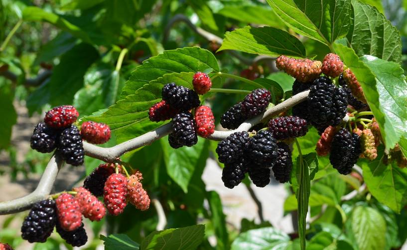 桑葚產(chǎn)地是哪里(中國(guó)桑葚10大主要產(chǎn)地) 桑葚產(chǎn)地是哪里(中國(guó)桑葚10大主要產(chǎn)地)