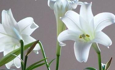 999朵玫瑰代表什么(999朵玫瑰花的寓意和花語) 999朵玫瑰代表什么(999朵玫瑰花的寓意和花語)