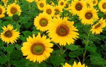 999朵玫瑰代表什么(999朵玫瑰花的寓意和花語) 999朵玫瑰代表什么(999朵玫瑰花的寓意和花語)