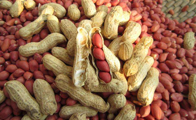 花生產地是哪里(花生的主要產地) 花生產地是哪里(花生的主要產地)