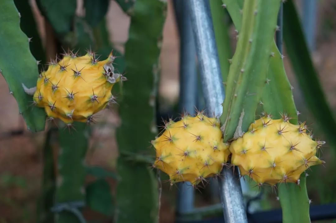 火龍果是仙人掌的果實(shí)嗎