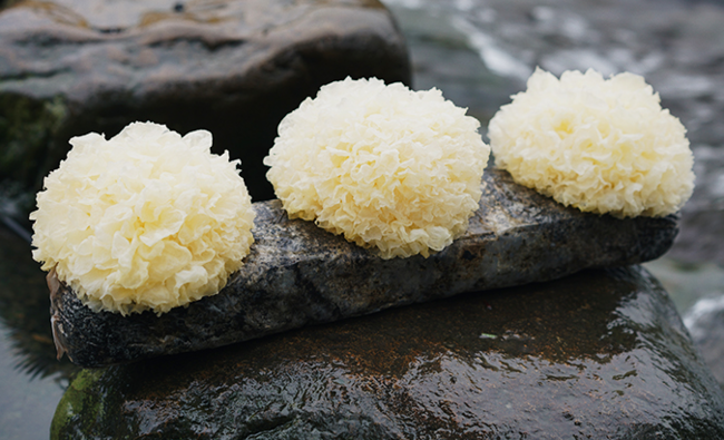 白木耳是銀耳嗎(白木耳和銀耳的區(qū)別) 白木耳是銀耳嗎(白木耳和銀耳的區(qū)別)