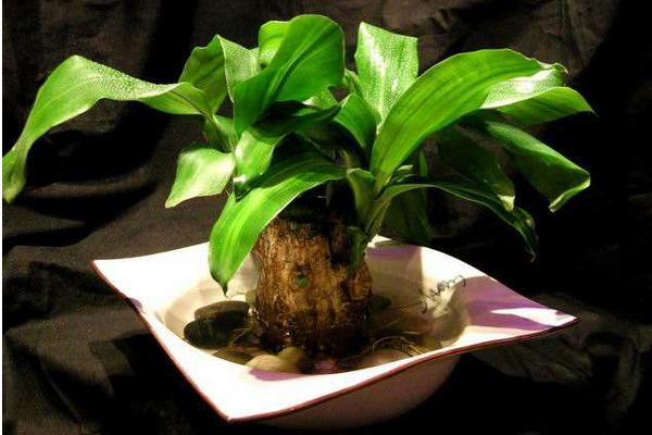 巴西木葉子為什么發(fā)黃(巴西木葉子發(fā)黃原因及解決辦法) 巴西木葉子為什么發(fā)黃(巴西木葉子發(fā)黃原因及解決辦法)