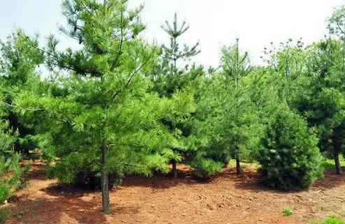 四季常青的樹木有哪幾種(10種四季常青的樹木) 四季常青的樹木有哪幾種(10種四季常青的樹木)