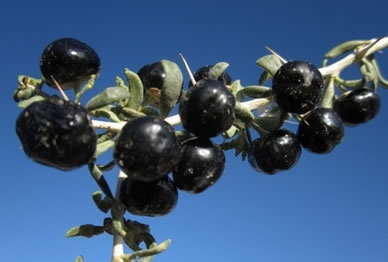 黑枸杞價(jià)格多少一斤(黑枸杞的市場(chǎng)價(jià)格) 黑枸杞價(jià)格多少一斤(黑枸杞的市場(chǎng)價(jià)格)