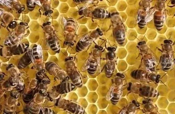 什么風(fēng)水能吸引蜜蜂到家(吸引蜜蜂筑巢) 芍藥是什么植物(芍藥花的特點(diǎn))