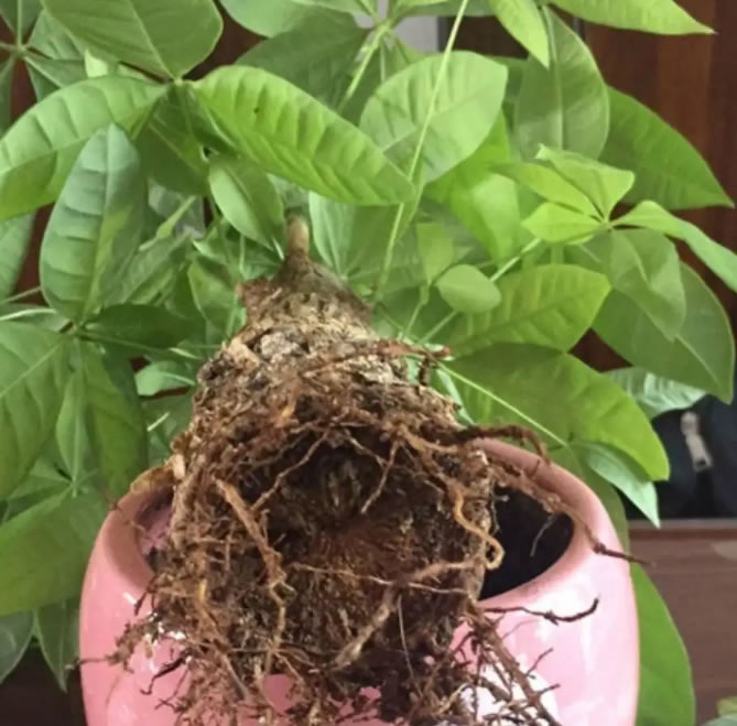 發財樹的葉子發黃干枯掉落什么原因(發財樹的正確養法) 發財樹的葉子發黃干枯掉落什么原因(發財樹的正確養法)