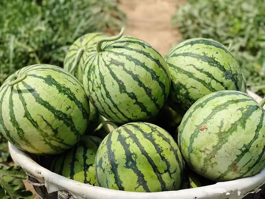 常見的西瓜品種有哪些(最常見的6大優質西瓜品種) 常見的西瓜品種有哪些(最常見的6大優質西瓜品種)