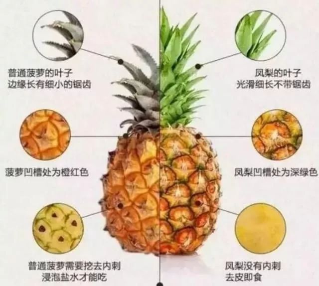 菠蘿和鳳梨有什么區別（菠蘿和鳳梨的區分方法）