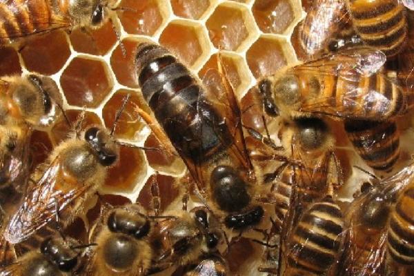 怎樣用手捉蜂王(手抓蜂王的正確方法) 怎樣用手捉蜂王(手抓蜂王的正確方法)